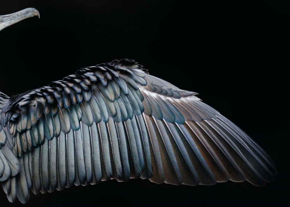 Крыло большого баклана (Phalacrocorax carbo)