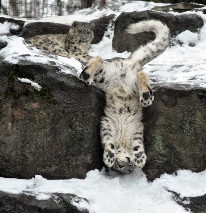 «Уроки акробатики от снежного леопарда»