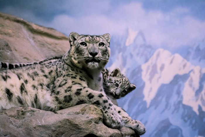 «Самка с детенышем в зоопарке»