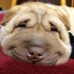 25 фотографий улыбающихся собак, которые скрасят ваш понедельник