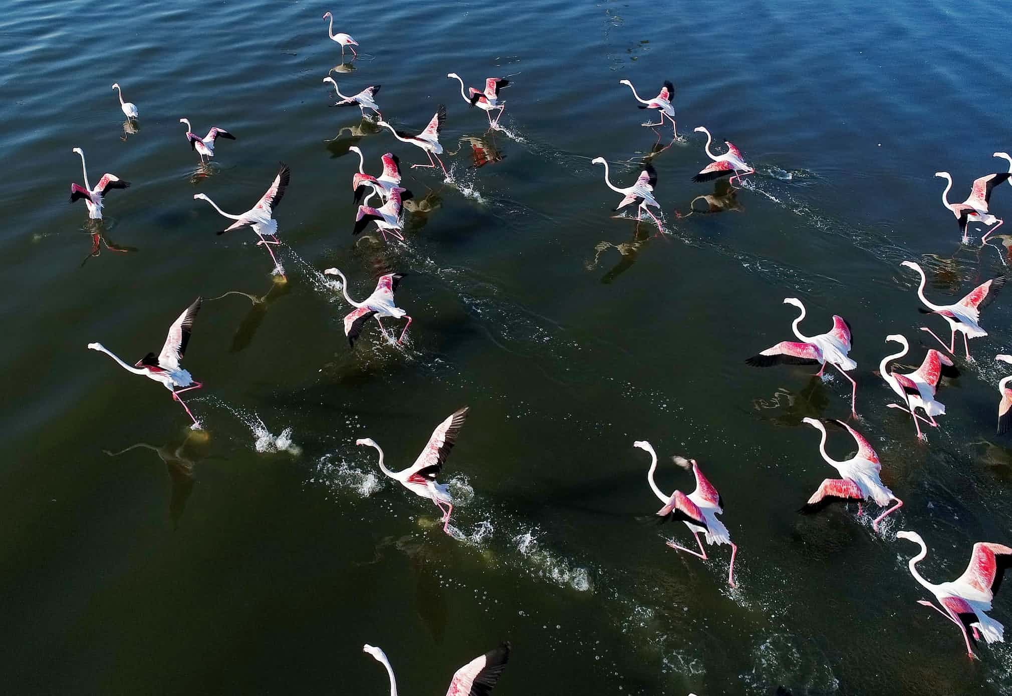 Миграция фламинго