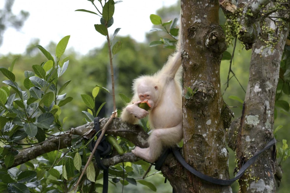 Орангутан-альбинос