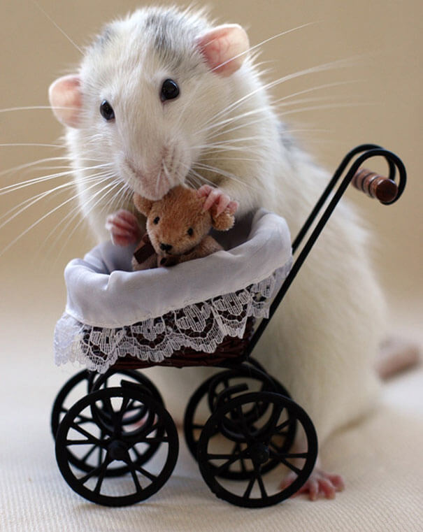 Домашние крысы
