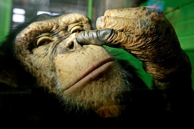 Шимпанзе Анфиса в зоопарке «Роев ручей» 