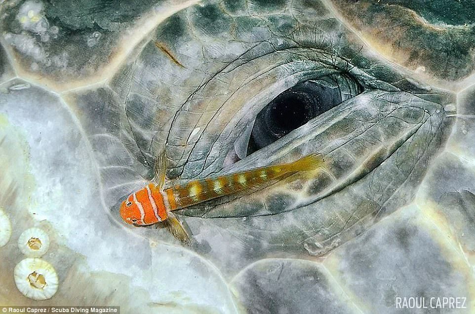 Глаз черепахи