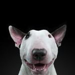 Незаурядные портреты собак фотографа Александра Хохлова
