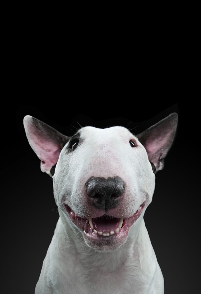 Портрет собаки
