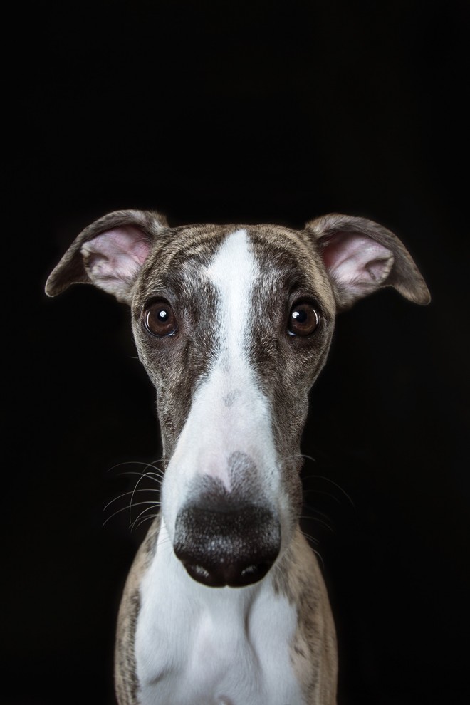 Портрет собаки