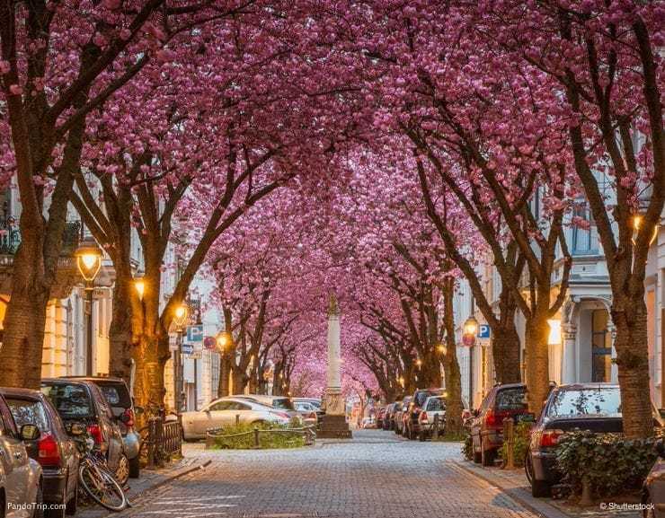 Цветущие сакуры в Бонне, Германия