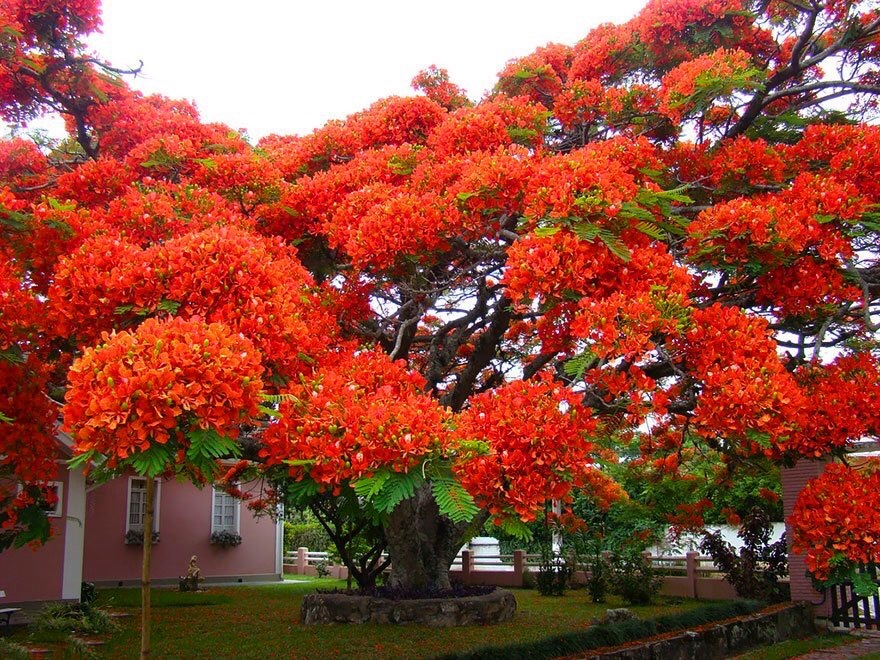 Огненное дерево, или Делоникс королевский, в Бразилии
