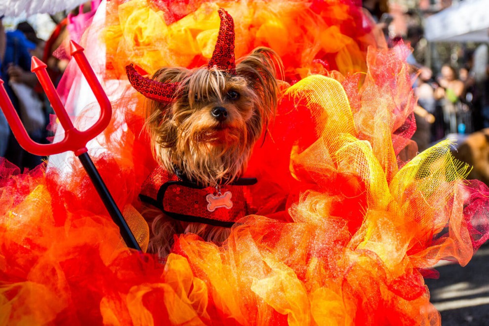 Парад собак на Хэллоуин