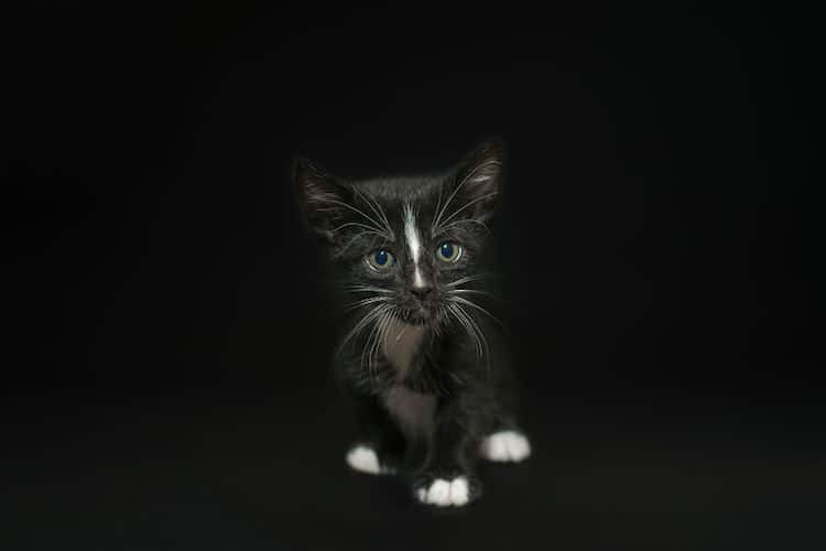 Чёрные кошки