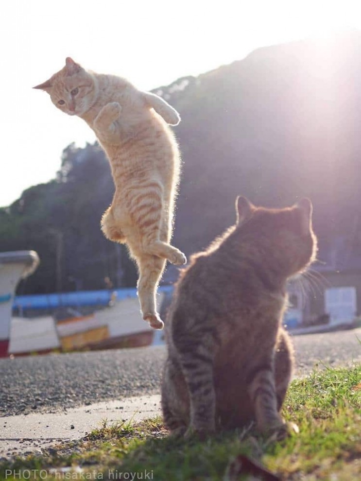 Кошки в движении