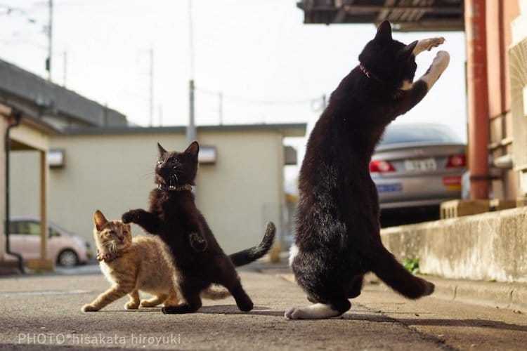 Кошки в движении