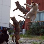 Спасайся, кто может: кошки-ниндзя наступают