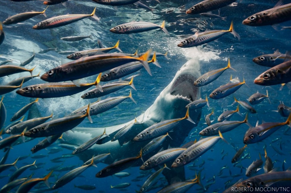 Охота большой белой акулы в водах мексиканского острова Гуадалупе. Фото: Роберто Моччини Формига (Бразилия), первое место в категории «Дикая природа». 