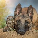 Невероятная история дружбы собаки и совы