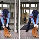 Два кота в Японии три года пытаются попасть в музей