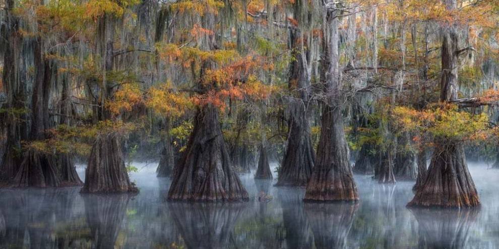 Жуткие деревья отражаются в болотных водах южных штатов США. Фотограф: Дэвид Томпсон.