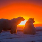 Белые медведи Аляски на закате