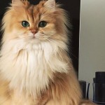 Самая фотогеничная кошка в мире