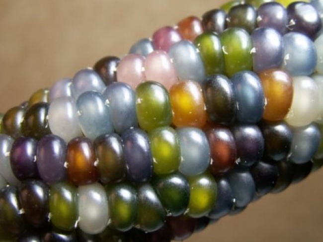 Сорт разноцветной кукурузы «Стеклянная Гемма» (Glass Gem). 