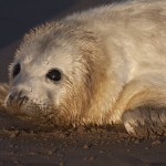 Самые милые в мире тюлени в объективе английского фотографа