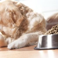 Признаки неправильного подбора корма для собаки